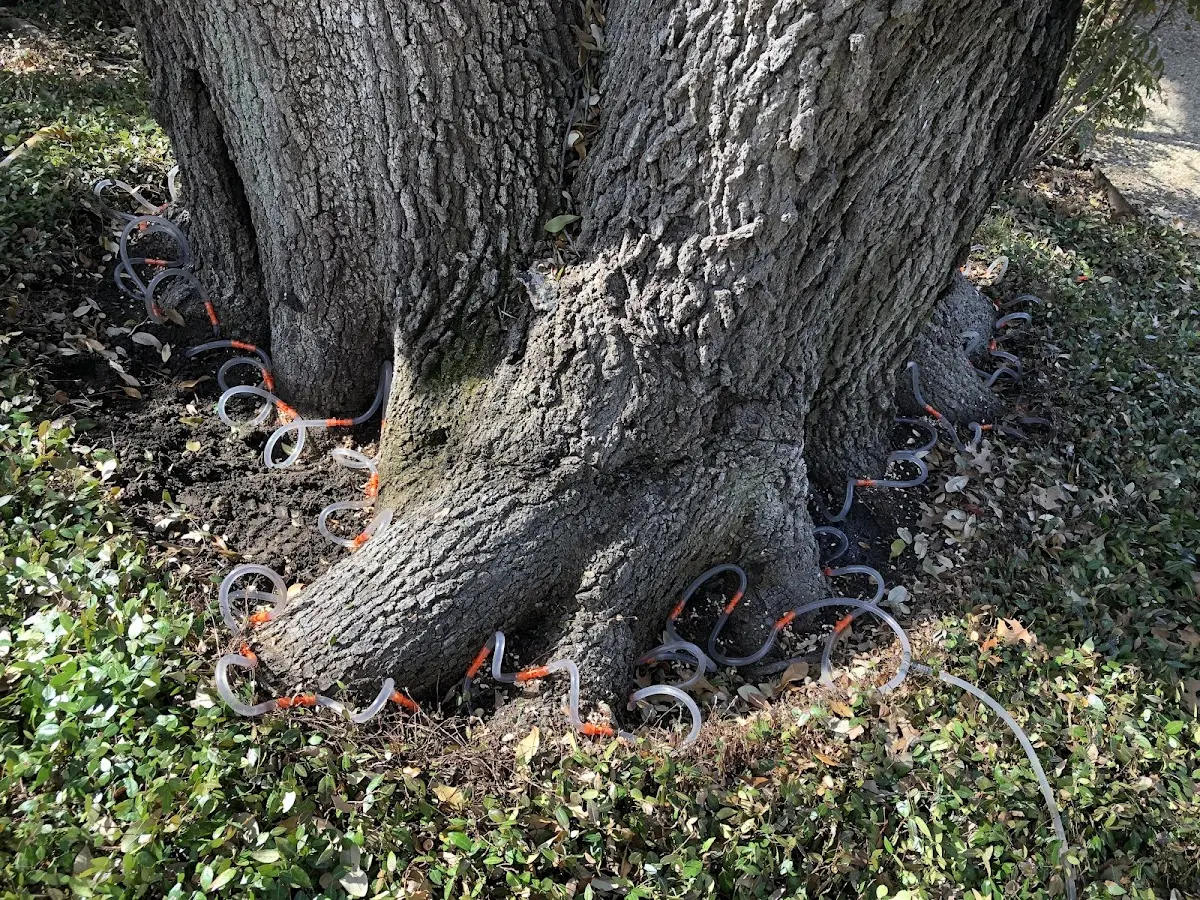 Detailed Tree Cabling and Bracing job site in Fort Benning