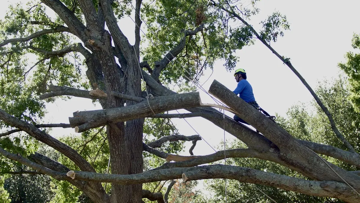 Professional Hazardous Tree Removal performed by certified arborists in Fort Benning
