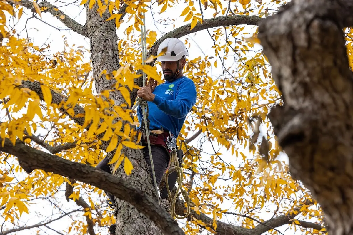 Skilled Tree Planting crew working in Fort Benning